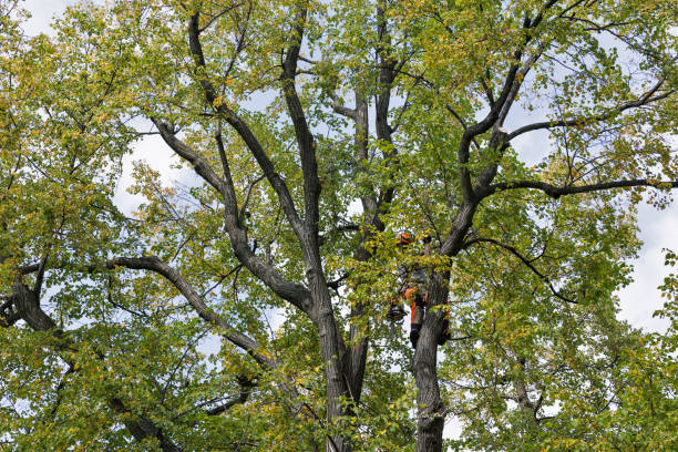 Seasonal Cleanup (Spring/Fall) in Elkton, KY